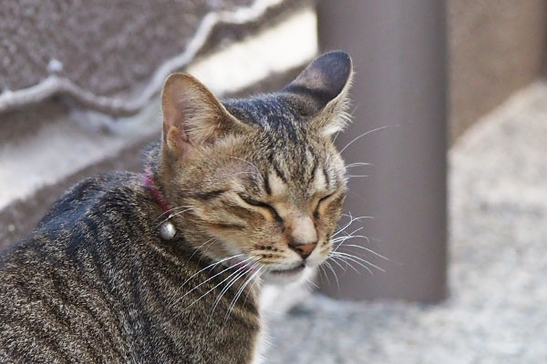 らい太　嫌そうな顔して