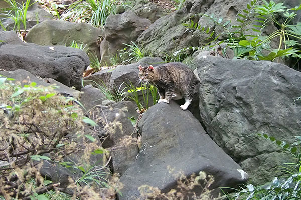 仔猫ではなくフォックス