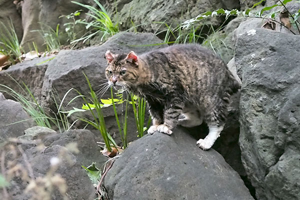 フォックス　岩の隙間