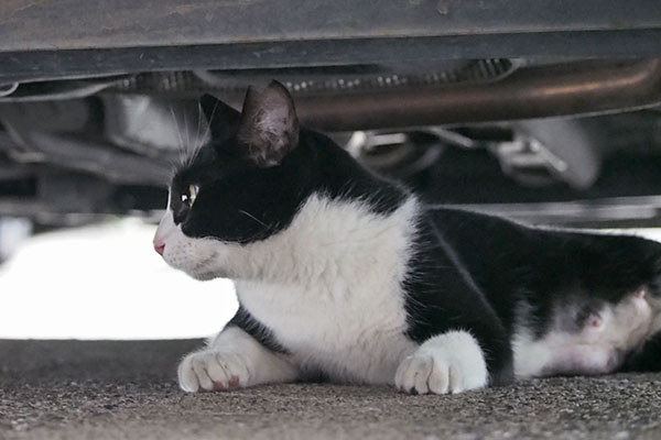 こまち　車の下左見る