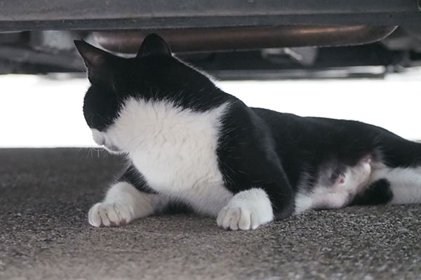 こまち　車の下後ろ見る