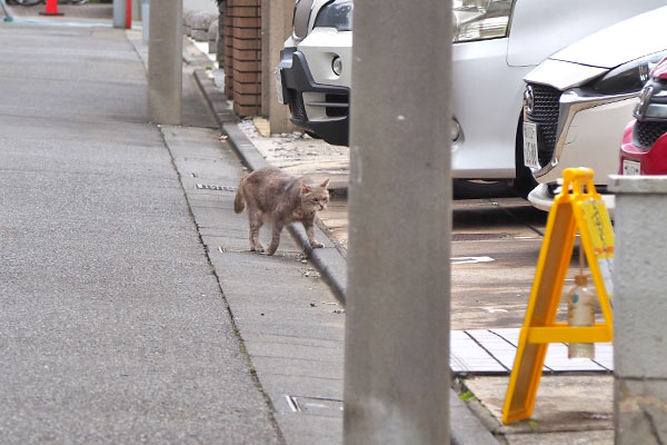 グリ　遠くに発見