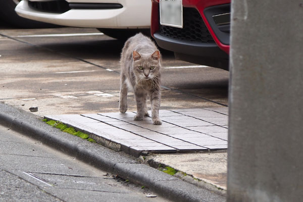 グリ　こちらに気付く