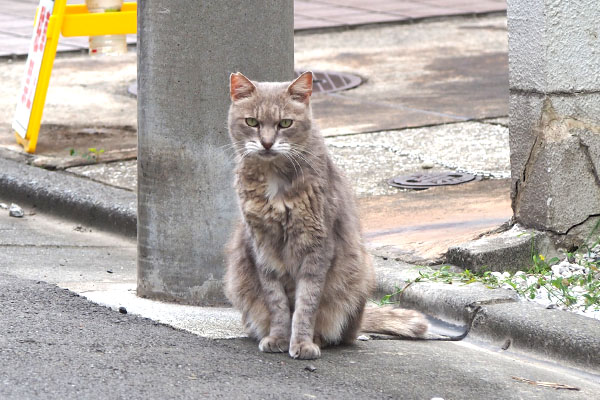 グリ　ちょこんと