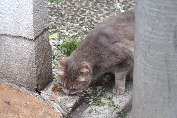 グリ　食べる