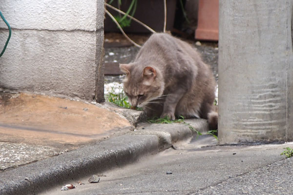 グリ　ゆっくり食べる