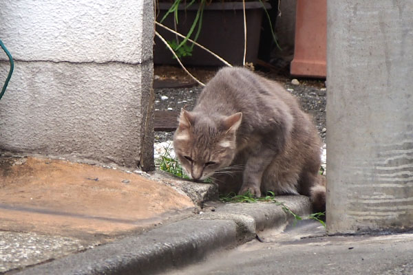 グリ　ゆっくり食べる２