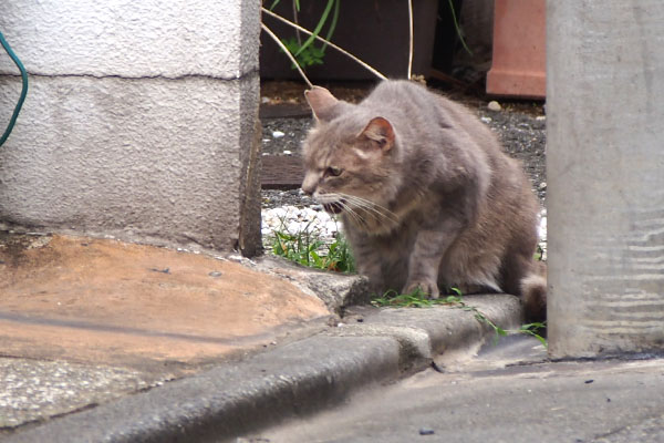 グリ　ゆっくり食べる３