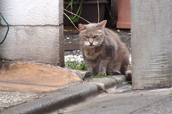 グリ　ごちにゃ