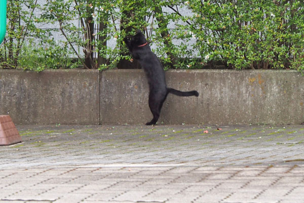 立ち上がる　モノ太