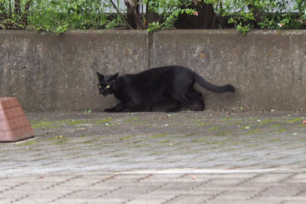 挙動不審のモノ太