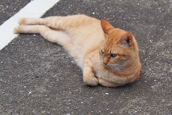 ソラちゃん　じっと見る