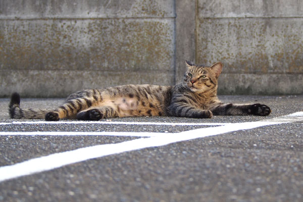 転がって上を見る　シマヲ