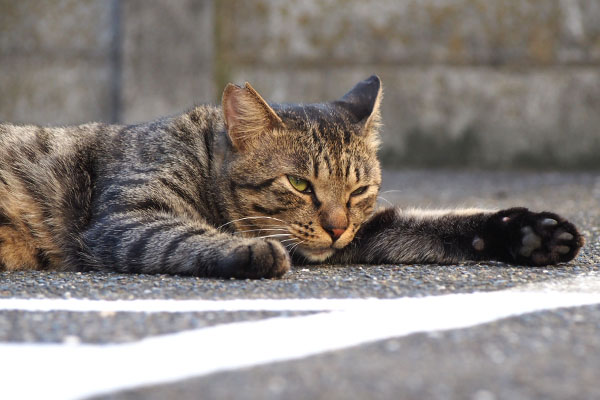 シマヲ　お顔アップ　眠くなって