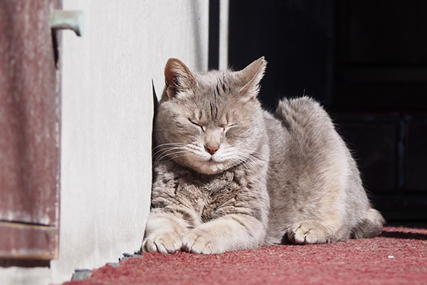 シピ　春先　たぬき顔