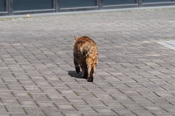 クラタン　歩いて行く