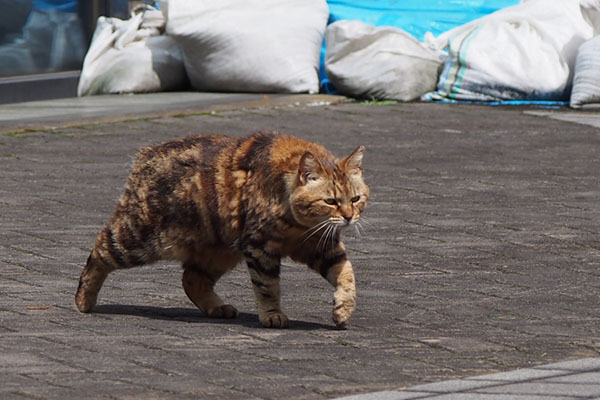 クラタン　戻ってくる