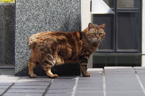 クラタン　階段脇　こっち見る