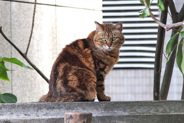 クラタン　塀の上