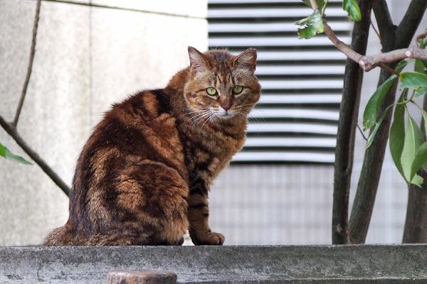 クラタン　塀の上２