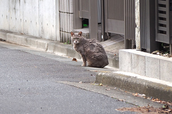 シピ　夏　毛がボサボサ