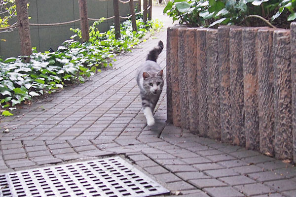 クロム　やって来た