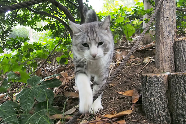 クロム　まっすぐ来る