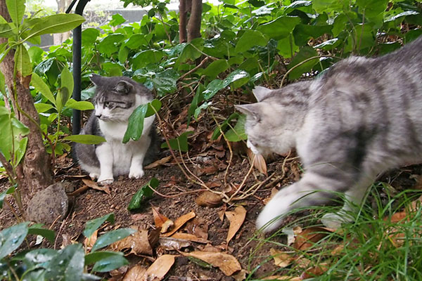 クロムタンタルに接近