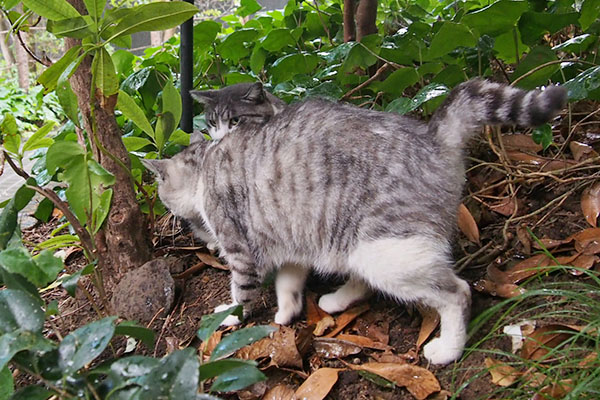 おったん　クロムとタンタル