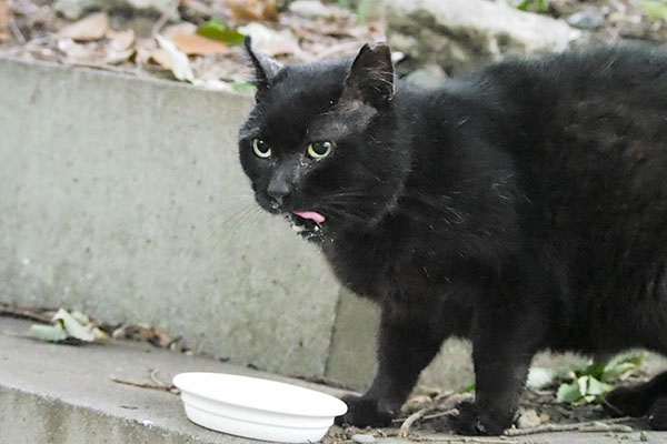 オット　満足気にぺろん