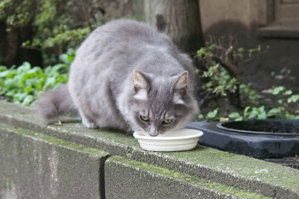 マル　食べる