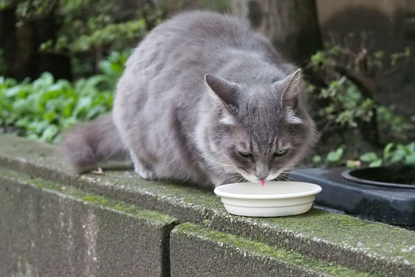 マル　食べる２