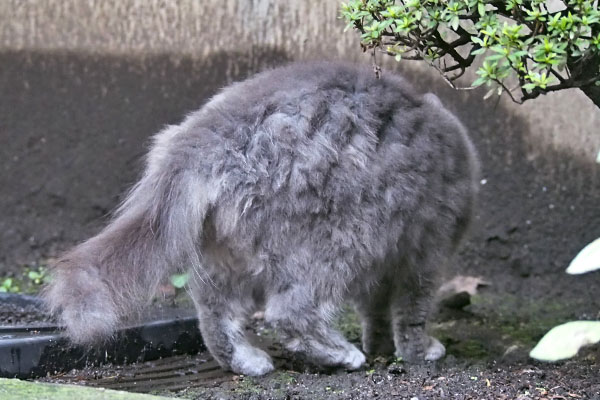 マル　食べたので去る