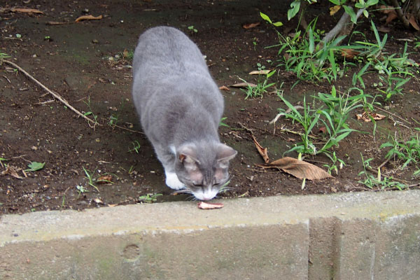 レックス　食べている