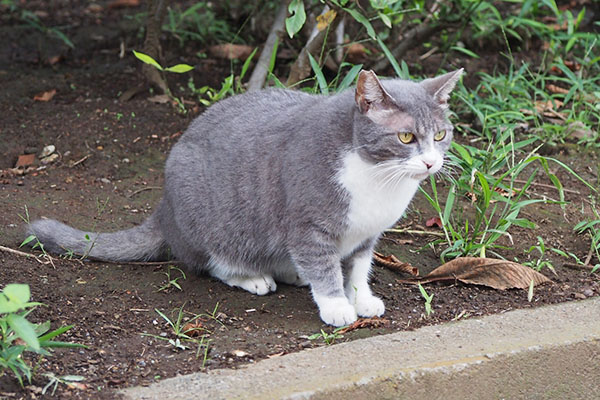 レックス　すんとして