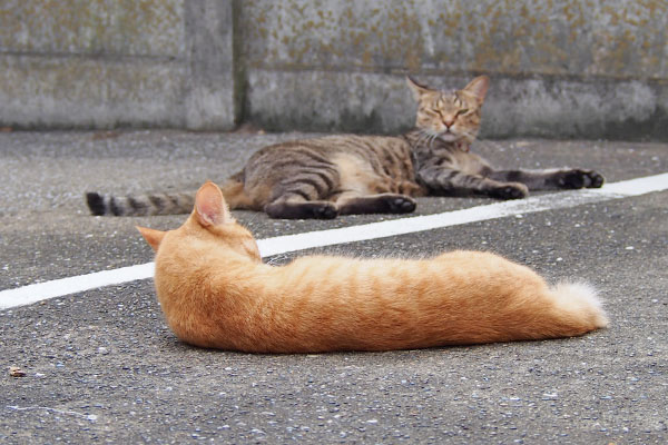 ソラちゃんを見るらい太