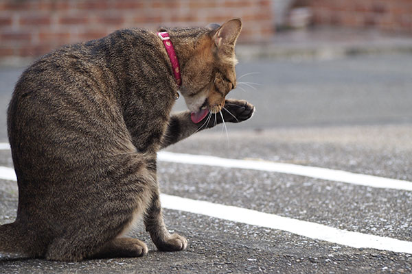 らい太　背を向けぺろぺろ