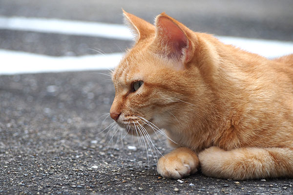 ソラちゃんが見てた