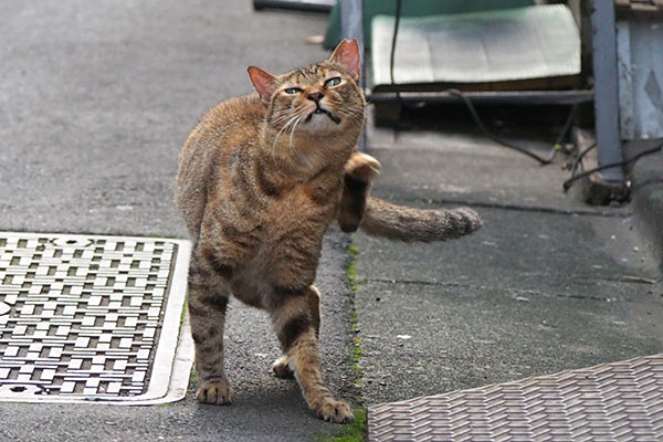 ヴェルデ　とっても痒い