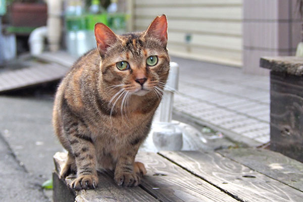 ヴェルデ　誰か来たにゃ