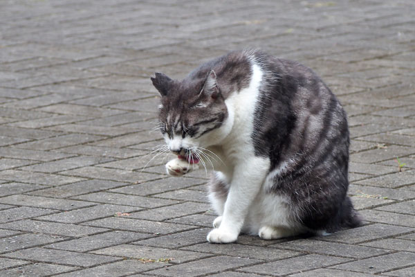 タンタル　食後のなめなめ