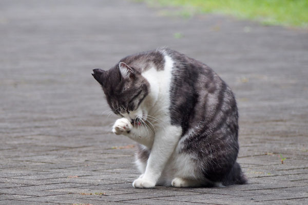 タンタル　食後のなめなめ2