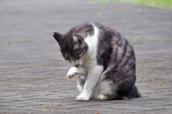 タンタル　食後のなめなめ3