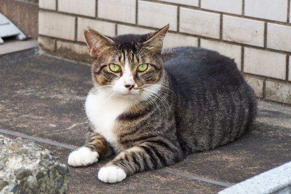 アシメ　逃げられる態勢