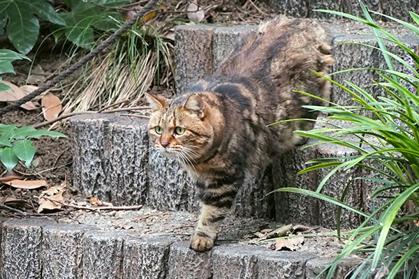 クラタン　オットに気付く