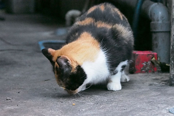 リコ　オヤツを少し食べた