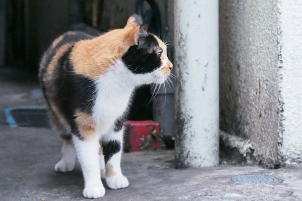 リコ　以前居た場所を見る