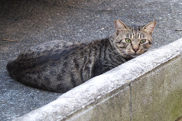 もう行くのか　シマヲ