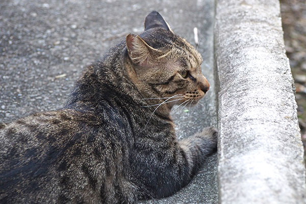 横顔　シマヲ