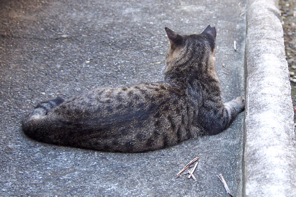 ソラちゃんを見てるシマヲ